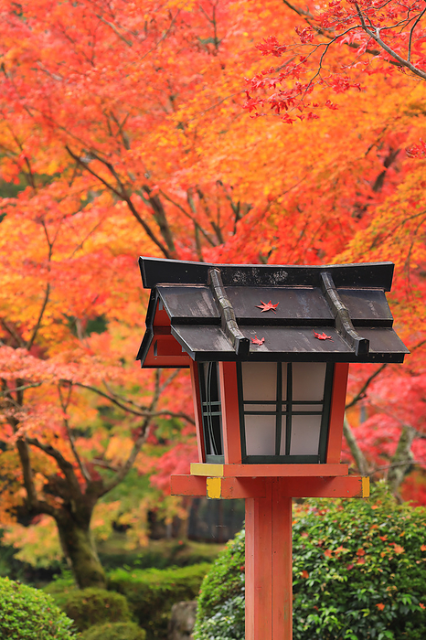 Lanterns and maple leaves
