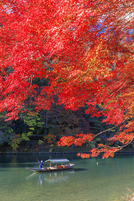 Hozugawa (Oigawa River) Houseboat Arashiyama in autumn leaves, Kyoto