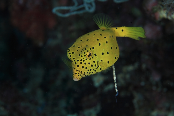 Southern spotted puffer defecation Indonesia