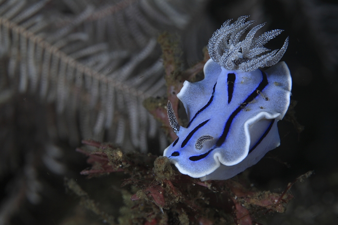 Sea Slug, Indonesia