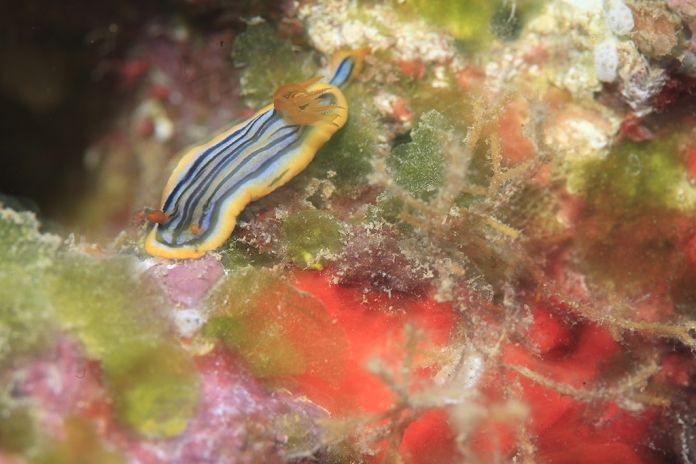 Coleman's Sea Slug, New Caledonia