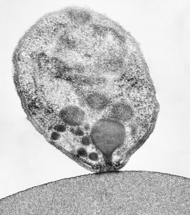 Plasmodium falciparum, TEM Plasmodium falciparum plasmodial merozoite making initial contact with an erythrocyte  red blood cell  membrane at the beginning of erythrocyte invasion, transmission electron micrograph  TEM . The invasive merozoite has a distinct trilaminar membrane. The merozoite cytoplasm contains a rhoptry neck, or duct, and rhoptry bulbs, a nucleus, ribosomes, micronemes  dark green  and mitochondria. Malaria is caused by Plasmodium spp., protozoa. It is spread to humans by Anopheles species mosquitoes. The plasmodial parasite reproduces asexually in red blood cells significantly destroying many of them. Release of mature Plasmodium merozoites results in further infection and produces bouts of shivering fever  paroxysms  and sweating that may be fatal. Magnification: x5,840 when shortest axis printed at 25 millimetres.