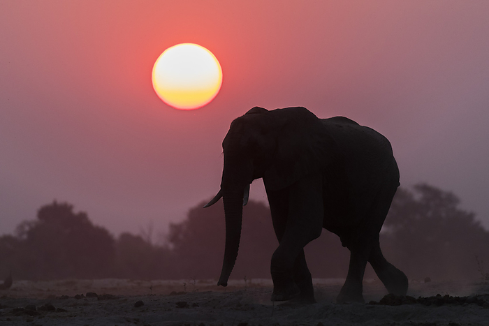 African elephant  Loxodonta africana  at sunset, Chobe national park, Botswana African elephant  Loxodonta africana  at sunset, Chobe National Park, Botswana, Africa, Photo by Ann and Steve Toon