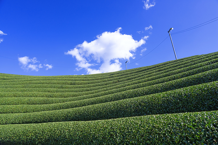 Tea plantation in Wazuka Town, Kyoto Prefecture Tea plantations in Shirasu and Nagai 