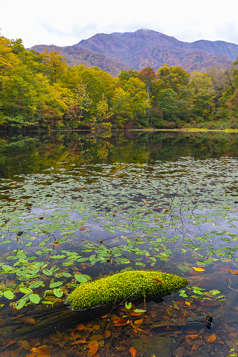 Ono City, Fukui Prefecture, Japan Karikomi-ike Pond