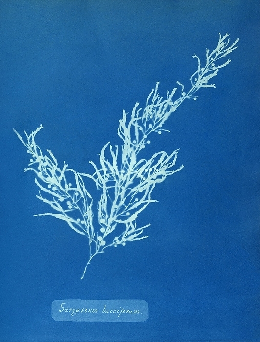 19th century plant cyanotype 19th century plant cyanotype. Cyanotype of the brown seaweed Sargassum bacciferum, as produced by British botanist Anna Atkins  1799 1871 . The cyanotype  blueprinting  imaging technique was invented by British astronomer John Herschel  1792 1871 . This cyanotype dates from around 1853, the period when Atkins produced  Cyanotypes of British and Foreign Flowering Plants   1854 , published privately by Atkins as a gift to a friend.