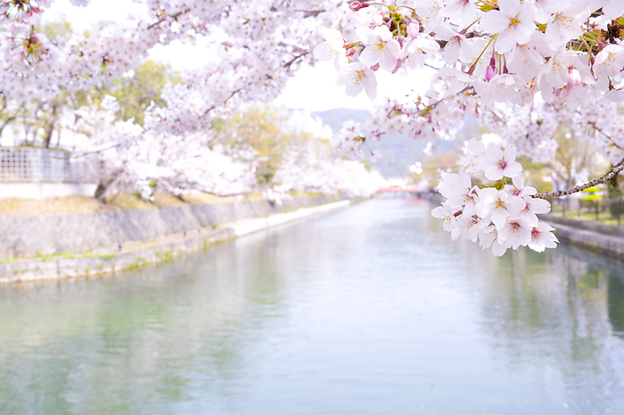 Biwako Canal in Cherry Blossom Blossom