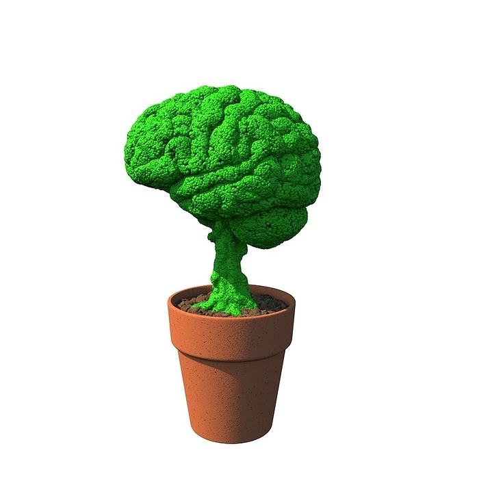 Growing brain food, conceptual image Growing brain food. Conceptual artwork of a plant grown in the shape of a human brain, representing brain nutrients obtained from plants and concepts such as environmental awareness and vegetarianism.