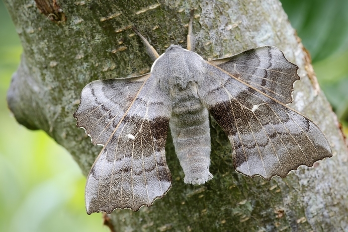 Poplar hawkmoth Top down view of a poplar hawkmoth  Laothoe populi  resting on a branch in a garden habitat. The flight period is May to July with a single brood each year. This species is a member of the sphingidae family and is found throughout the UK, Europe and the palearctic ecozone. The larval food plants are poplar, aspen and sallow, amongst other trees. Photographed in Somerset, UK, in September.