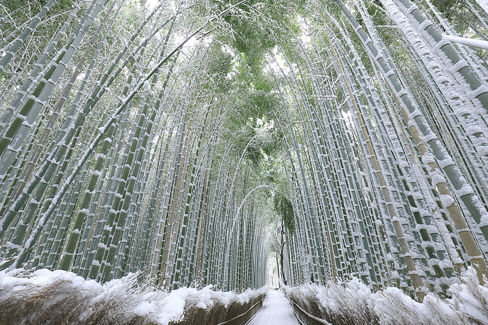 Snowy landscape of Arashiyama Bamboo Grove Lane, Kyoto