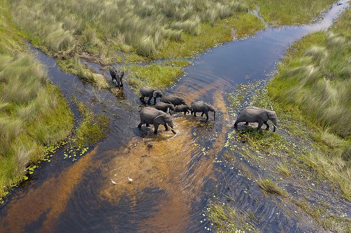 a group of elephants crosses a small river