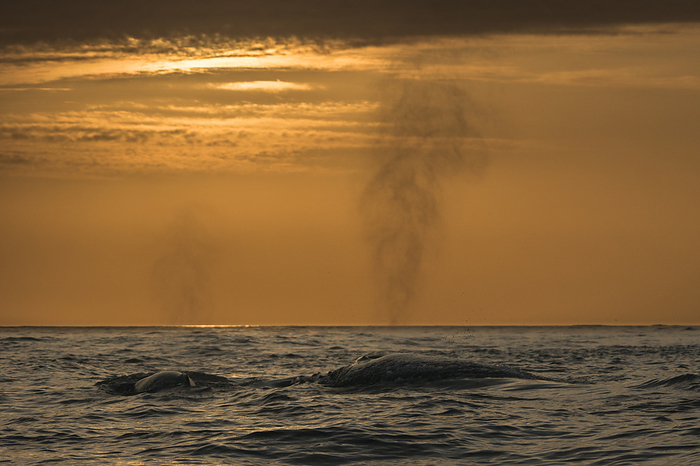 Ogasawara Humpback Whale