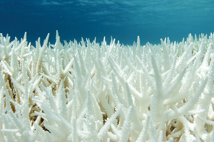 Ogasawara Bleached eda coral