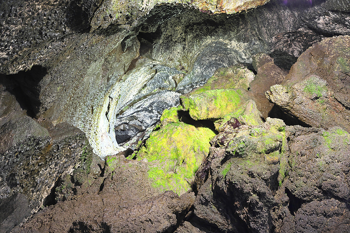 Clumps of glistening moss at Fugaku-kaze Cave