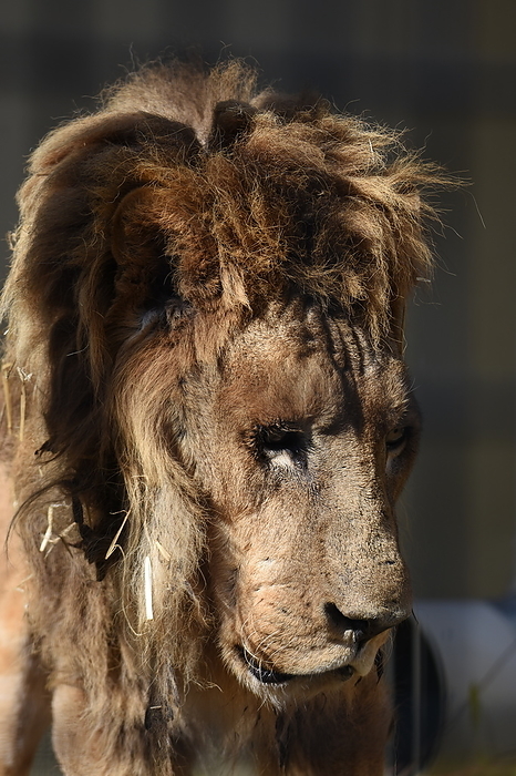 Kyoto Zoo Lion Nile Died January 31, 2020  age 25 years, 10 months 