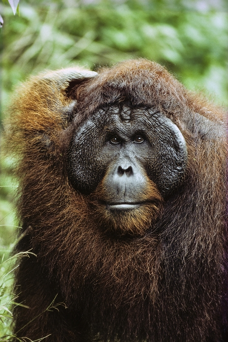 Scientific name: Pongo pygmaeus
Orang Utan (Pongo pygmaeus), old male, Camp Leakey, Tanjung Puting National Park, Borneo