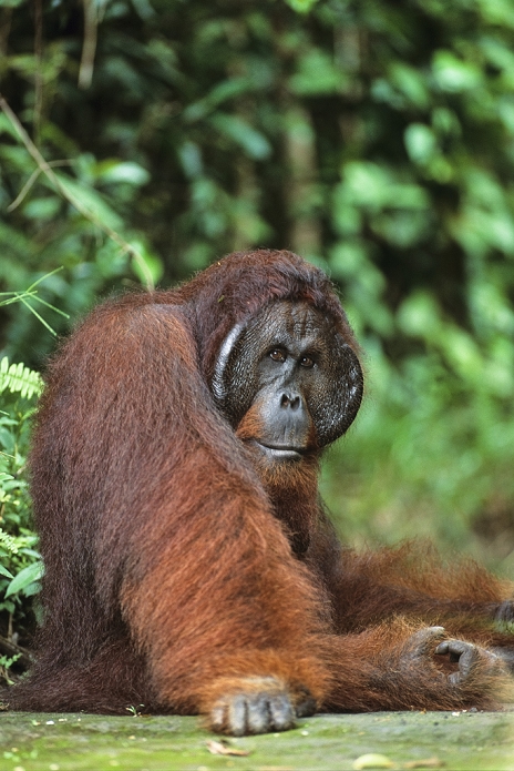 Scientific name: Pongo pygmaeus
Orang Utan (Pongo pygmaeus), male, Camp Leakey, Tanjung Puting National Park, Borneo, Asia