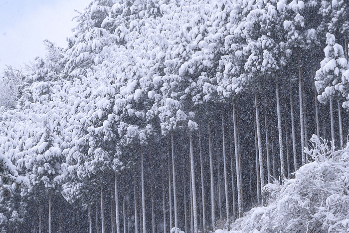 Kyoto Kaohsiung, Kitayama cedar snow scene