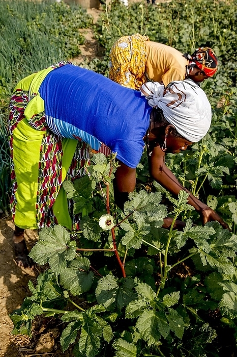Women harvesting okras in Namong, Tone district, Togo.