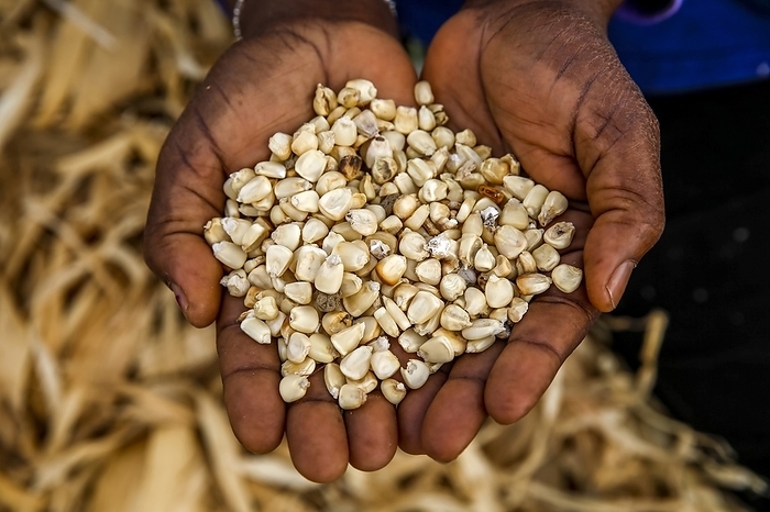 Farmer showing maize in Djibomben village, North Togo.