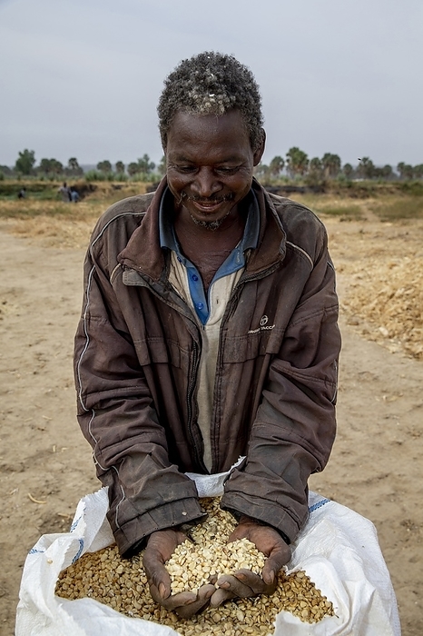 Farmer holding maize in Djibomben village, North Togo.