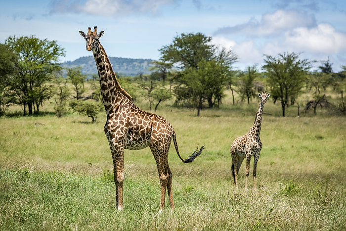 Masai giraffe (Giraffa camelopardalis tippelskirchii) stands with calf in savannah, Klein's Camp, Serengeti National Park; Tanzania, Photo by Nick Dale