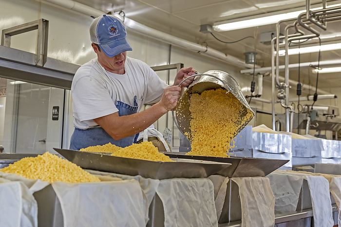 Cheese factory, Wisconsin, USA Editorial us only   Cheese factory. Master cheesemaker making colby cheese at Union Star Cheese, Auroraville, Wisconsin, USA. Union Star is one of only a handful of small cheese factories left in Wisconsin, down from about 2,800 in the early 1900s. Photographed in November 2019.