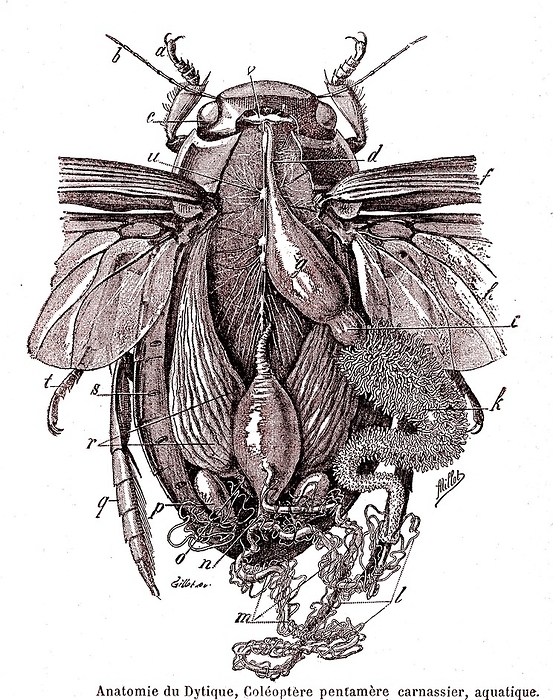 Diving beetle anatomy, Early 20th Century illustration Diving beetle anatomy. 1900 anatomical illustration of a diving beetle.