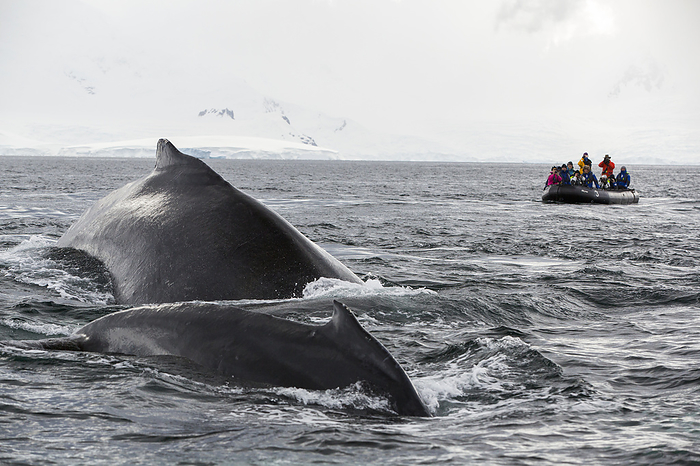 Humpback whale and dinghy Editorial use only   Humpback whale  Megaptera novaeangliae  feeding near Andvord Island, Graham Land, Antarctic Peninsular with tourists on zodiacs from an expedition cruise ship.