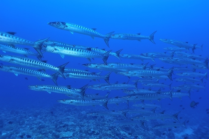 Blackfin Barracuda at Nakanokami Island, Taketomi Town, Okinawa