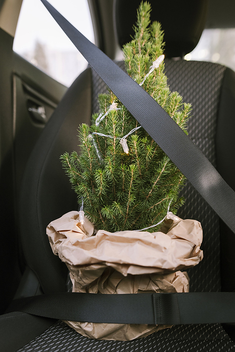 Christmas tree with safety belt in the car Christmas tree with safety belt in the car