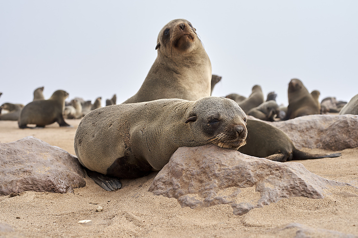 Sea lions colony on the beach, Cape Cross, Namibia. Sea lions colony on the beach, Cape Cross, Namibia.