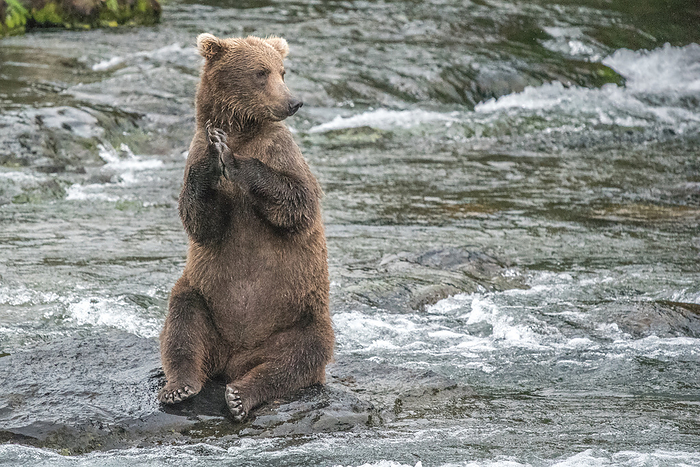 Brown Bear Sits on Hind Legs on Rock in River, Katmai Alaska