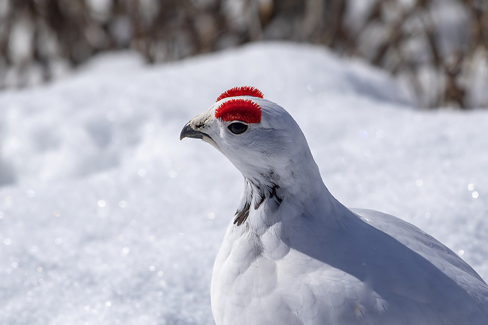 Willow Ptarmigan male (cock) (Lagopus lagopus) in Arctic Valley, male is just starting to change from pure white to his brown and white summer coat. Large red eyebrows are seen on males during the spring mating season; Anchorage, Alaska, United States of America, Photo by Doug Lindstrand