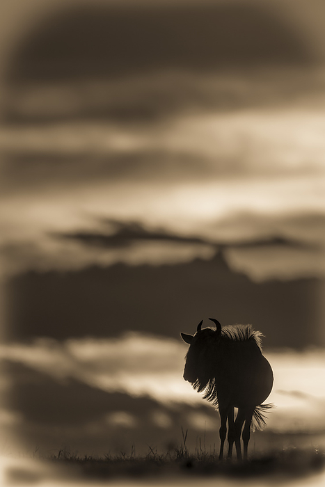 A blue wildebeest (Connochaetes taurinus) on the horizon is silhouetted against a yellow and black sky at sunset. Its horns are visible in outline, and it's standing with its head turned in Klein's Camp, Serengeti National Park; Tanzania, Photo by Nick Dale