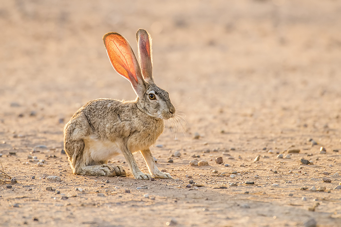 Backlit Black-tailed Jackrabbit (Lupus californicus) with sunlight shining through its ears; Casa Grande, Arizona, United States of America, Photo by Kenneth Whitten