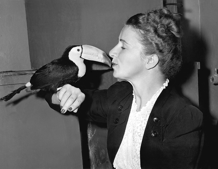 New York, New York:  1947.
Toucan kiss at the Bronx Zoo. A Short-billed Guatemalan Toucan shows his affection for the wife of the ornithologist that captured the rare bird in its native habitat.
