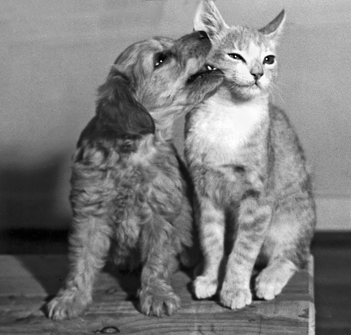 Sacramento, California:  August, 1947.
A puppy gives a playful nip to a cat's cheek.