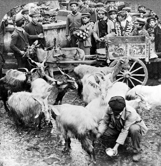 Palermo, Sicily, Italy:  1906
Goats being milked while you wait in a crowded market place