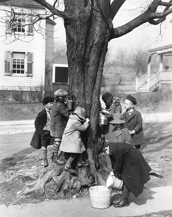 Scarborough, New York:  March 18, 1927
Children from the Scarborough School tapping syrup from a maple tree on financier Frank Vanderlip's estate.