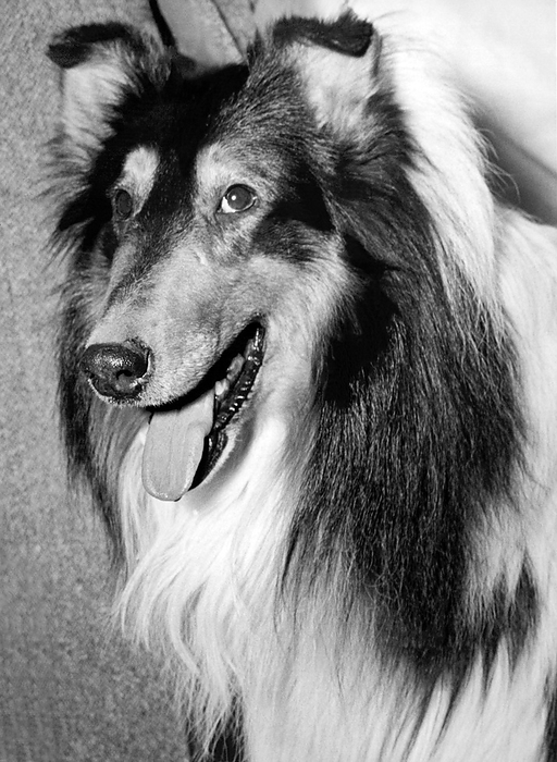 New York, New York: February 11, 1937
This collie was judged to be 