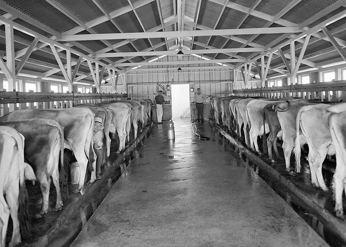 Tulare County, California:  May, 1939
A view of the dairy farm and herd at milking time at the Mineral King Cooperative Association. The program was established as part of the Farm Security Administration