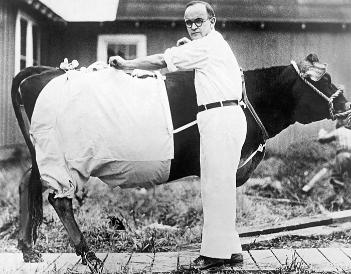 Washington, D.C.:  c. 1929
A Department of Agriculture employee fitting a cow with a canvas bloomer to catch Brown Dog Ticks which they think may be involved in an infectious parasitic disease called Anaplasmosis.