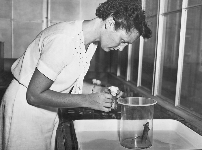 Washington, D.C.:  August 16, 1938
An employee of the Bureau of Entemology at the U.S. Department of Agriculture infects a mouse with the larvae of spotted fever ticks for research on eradicating the disease.