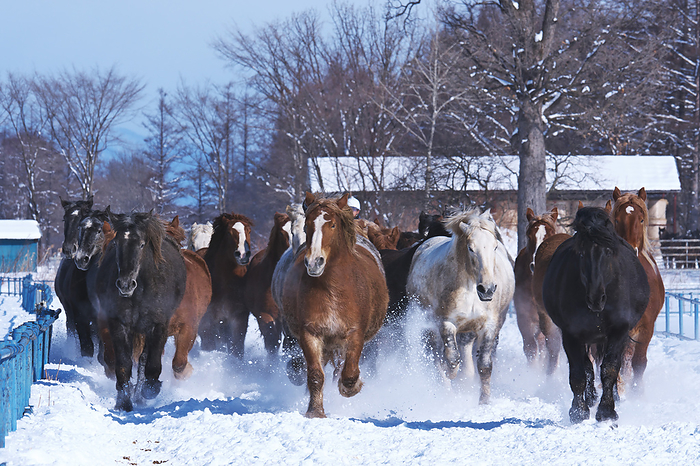 Hokkaido Tokachi Pasture Horse Chasing Campaign  6 C