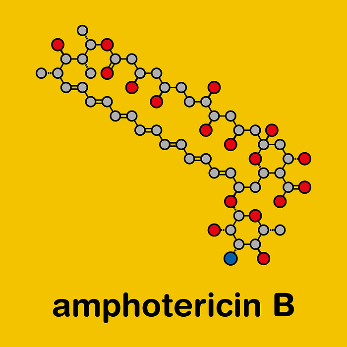 Amphotericin B antifungal drug molecule, illustration Amphotericin B antifungal drug molecule. Stylized skeletal formula  chemical structure . Atoms are shown as color coded circles with thick black outlines and bonds: hydrogen  hidden , carbon  grey , oxygen  red , nitrogen  blue .