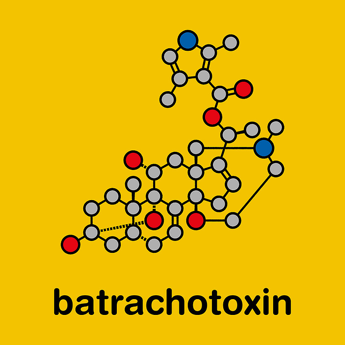 Batrachotoxin neurotoxin molecule, illustration Batrachotoxin  BTX  neurotoxin molecule. Found in number of animals, including poison dart frogs. Stylized skeletal formula  chemical structure : atoms are shown as color coded circles with thick black outlines and bonds: hydrogen  hidden , carbon  grey , oxygen  red , nitrogen  blue .