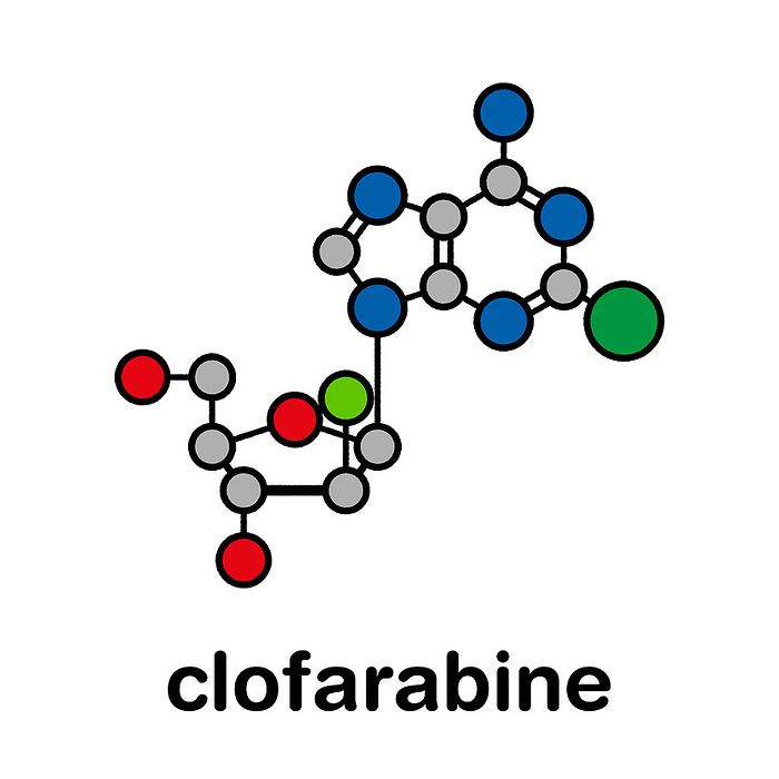 Clofarabine cancer drug molecule, illustration Clofarabine cancer drug molecule  purine nucleoside antimetabolite . Stylized skeletal formula  chemical structure . Atoms are shown as color coded circles with thick black outlines and bonds: hydrogen  hidden , carbon  grey , nitrogen  blue , oxygen  red , chlorine  green , fluorine  cyan .