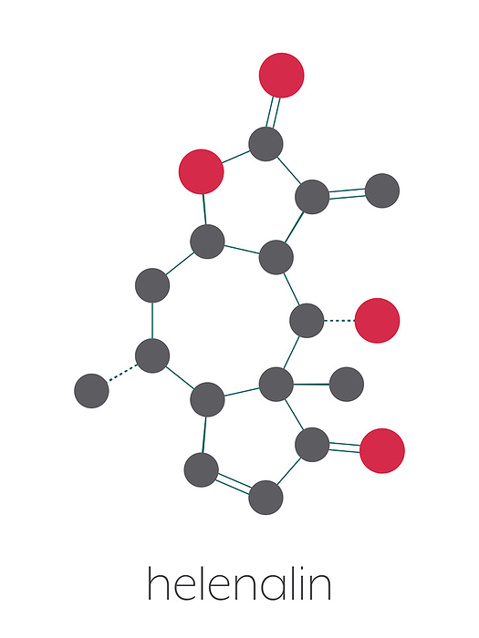 Helenalin sesquiterpene lactone molecule, illustration Helenalin sesquiterpene lactone molecule. Toxin found in Arnica montana. Stylized skeletal formula  chemical structure : atoms are shown as color coded circles connected by thin bonds, on a white background: hydrogen  hidden , carbon  grey , oxygen  red .