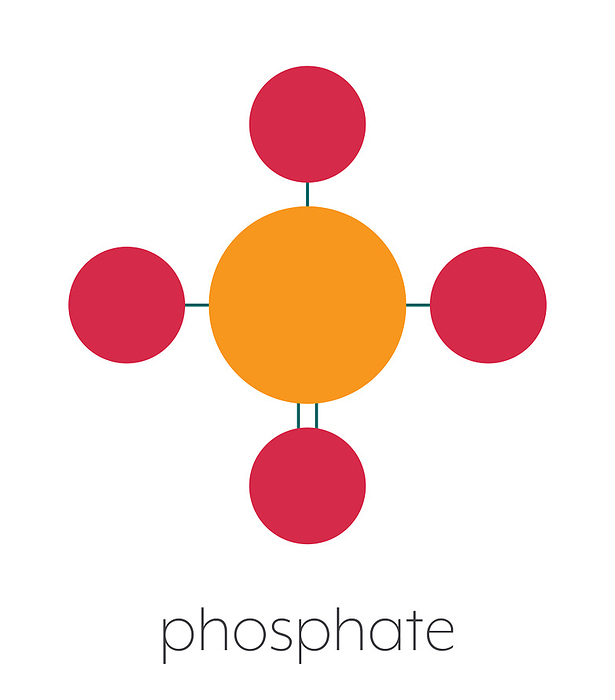 Phosphate anion chemical structure, illustration Phosphate anion, chemical structure. Stylized skeletal formula  chemical structure : Atoms are shown as color coded circles connected by thin bonds, on a white background: phosphorus  orange , oxygen  red .